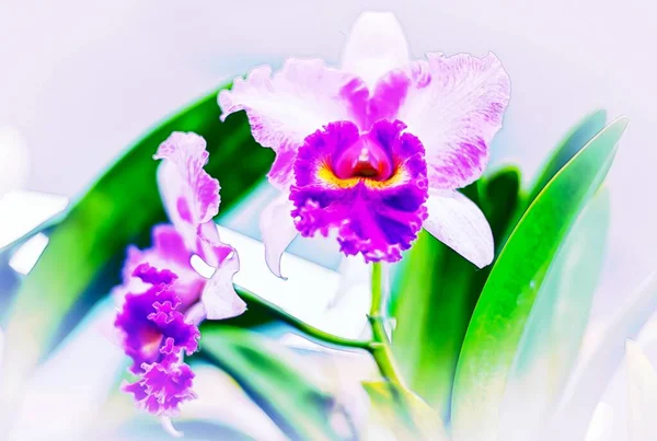 Cattleya Orchidea Fiore Thailandia — Foto Stock