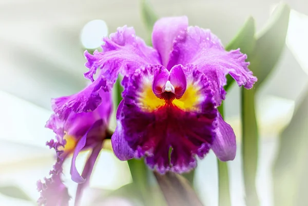 Cattleya Orchidee Bloem Thailand — Stockfoto