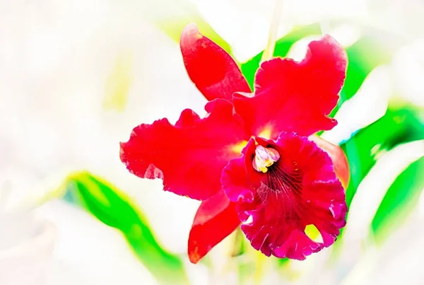 Flor Orquídea Cattleya Tailandia —  Fotos de Stock