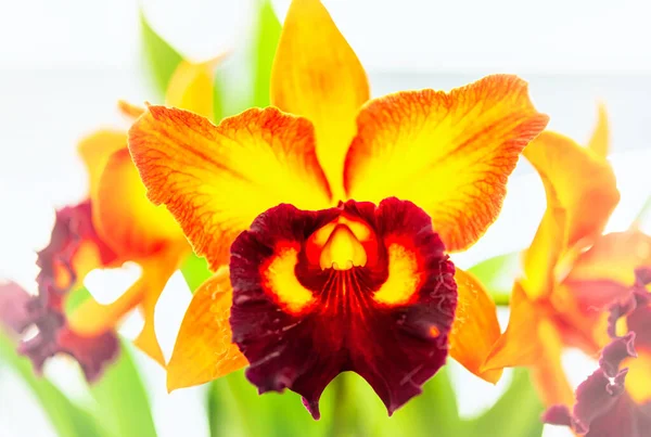 Flor Orquídea Cattleya Tailândia — Fotografia de Stock