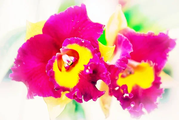 Cattleya Orchid Flower Thailand — Stock Photo, Image