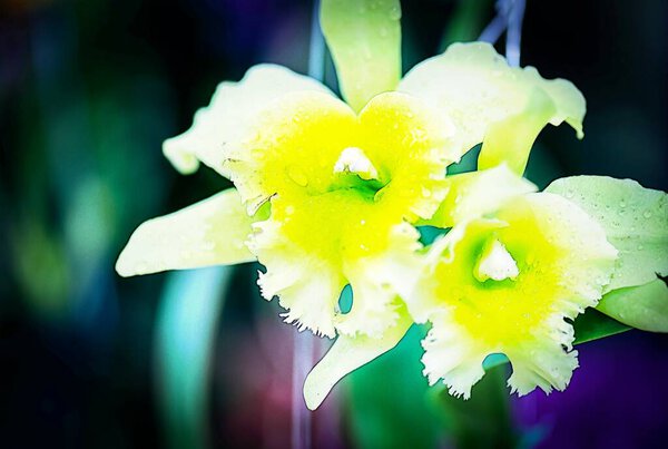 Cattleya orchid flower in Thailand