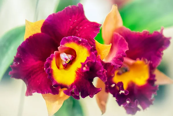 Tayland 'da Cattleya Orkide Çiçeği