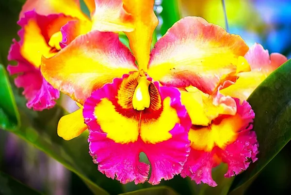 Tayland 'da Cattleya Orkide Çiçeği
