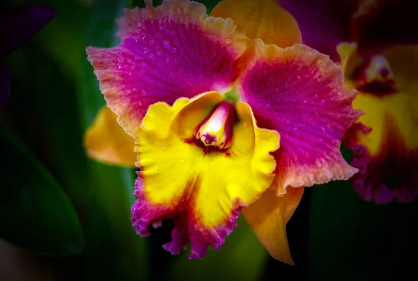 Цветок Каттлеи Таиланде — стоковое фото