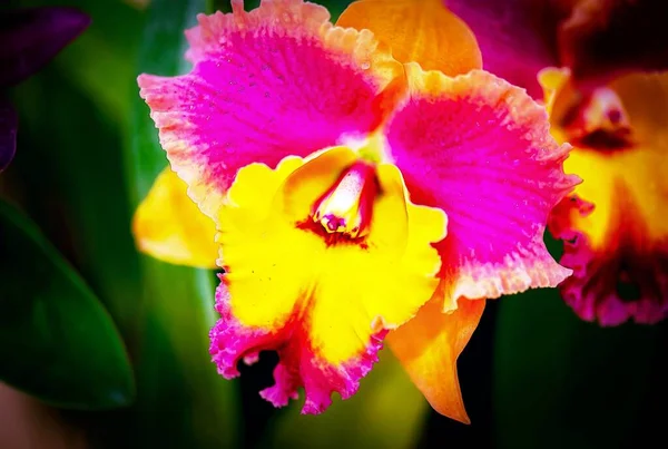 Tayland 'da Cattleya Orkide Çiçeği