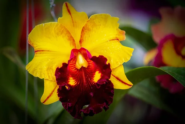 Cattleya Orchidee Bloem Thailand — Stockfoto