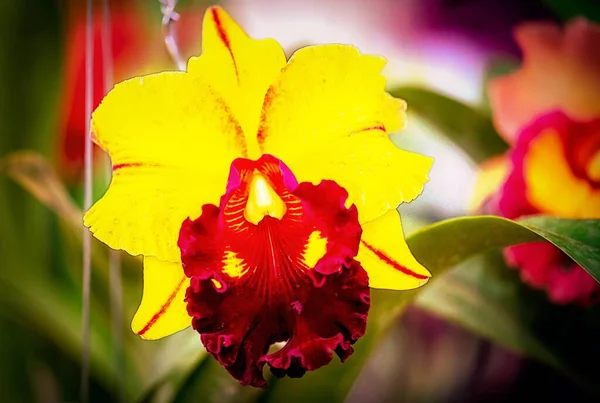 Cattleya Orchidea Fiore Thailandia — Foto Stock