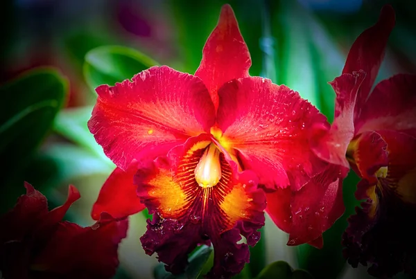 Cattleya Orchidee Bloem Thailand — Stockfoto