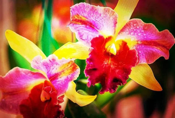 Cattleya Orchidea Fiore Thailandia — Foto Stock