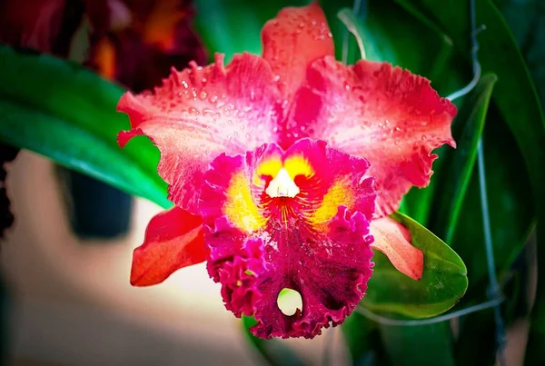 Flor Orquídea Cattleya Tailândia — Fotografia de Stock
