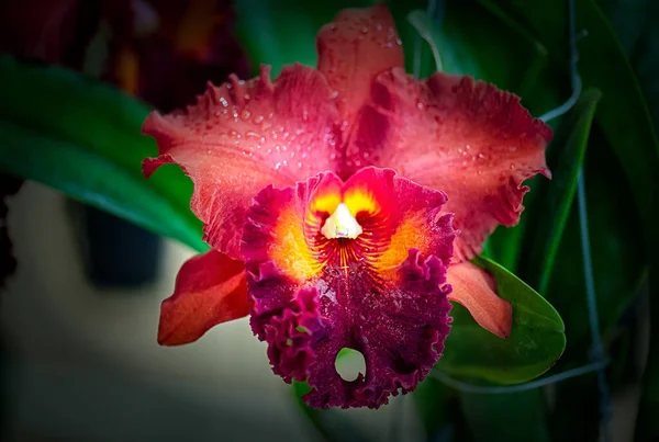 Cattleya Orchidea Fiore Thailandia — Foto Stock