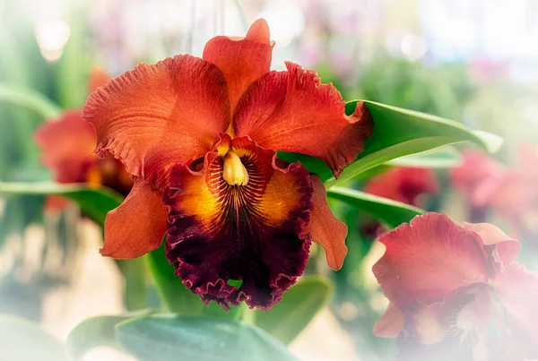 Cattleya Orchidee Bloem Thailand — Stockfoto