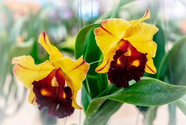 Cattleya Orchidee Bloem Thailand — Stockfoto