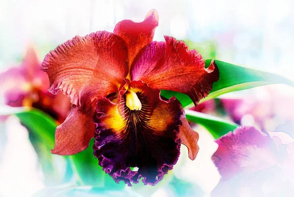 Flor Orquídea Cattleya Tailândia — Fotografia de Stock