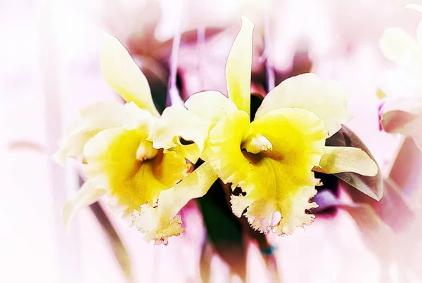 Cattleya Orchid Flower Thailand — Stock Photo, Image