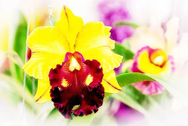 Cattleya Orchidea Fiore Thailandia — Foto Stock