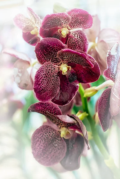 Vanda Orchidea Kwiat Tajlandii — Zdjęcie stockowe