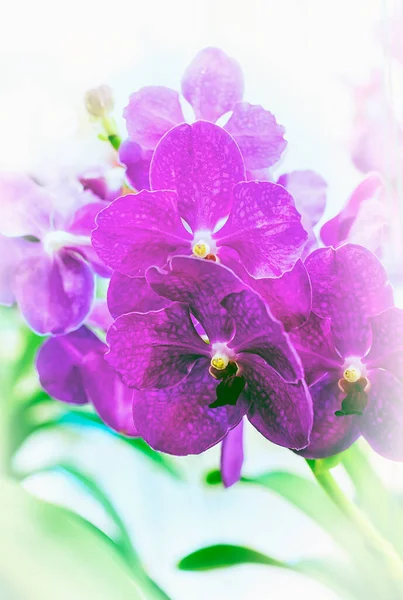 Tayland Vanda Orkidesi Çiçeği — Stok fotoğraf
