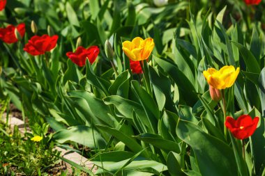 Güneşli bir günde sarı ve kırmızı laleler