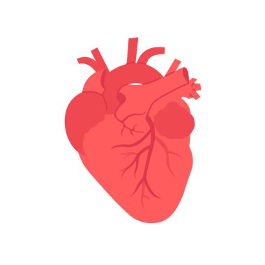 Düz vektör insan kalbi izole edilmiş beyaz arkaplan.