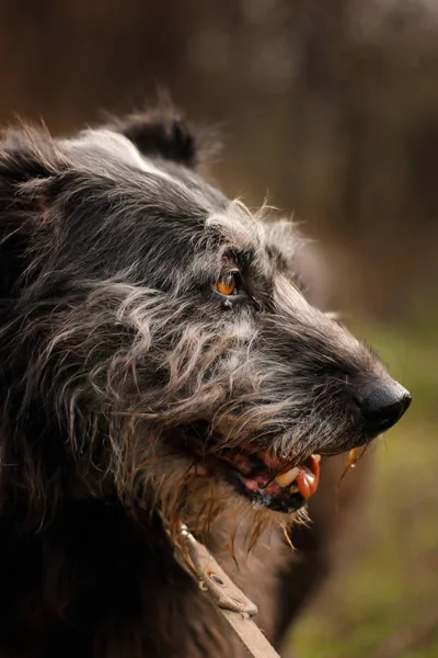 Zonnige Hond Het Park — Stockfoto