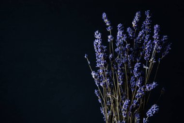 Lavanta çiçekleri arka plan, boş alan