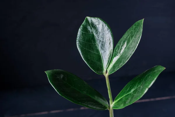 Siyah arka plan üzerine bir sepet çiçek tencerede Zamioculcas bitki. Fotoğrafı kapatın