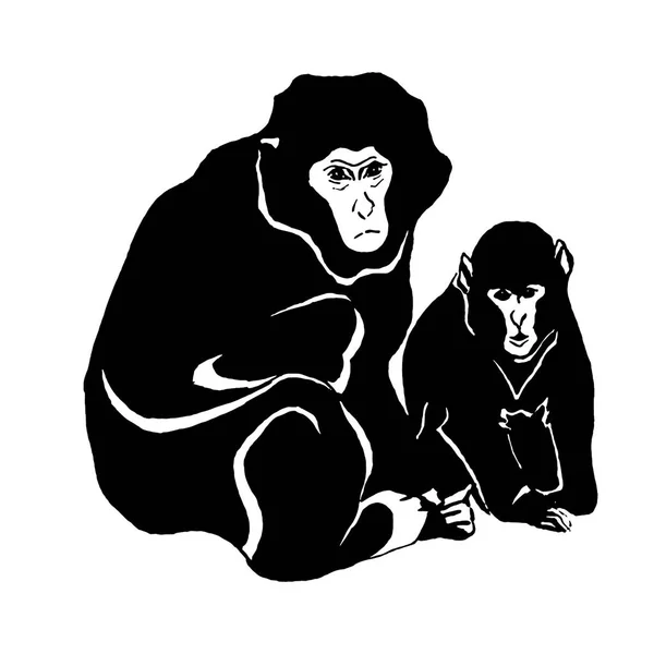 Dibujo dibujado a mano vectorial de mono aislado sobre fondo blanco — Vector de stock