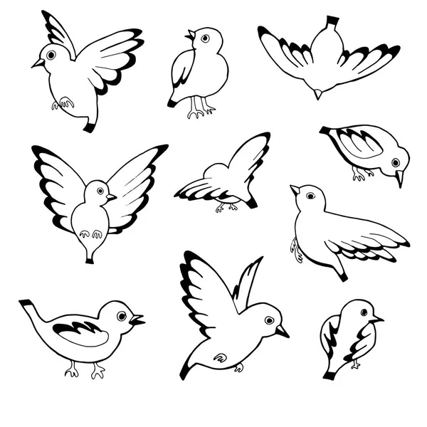 Vector hand getrokken schets van vogels geïsoleerd op witte achtergrond — Stockvector