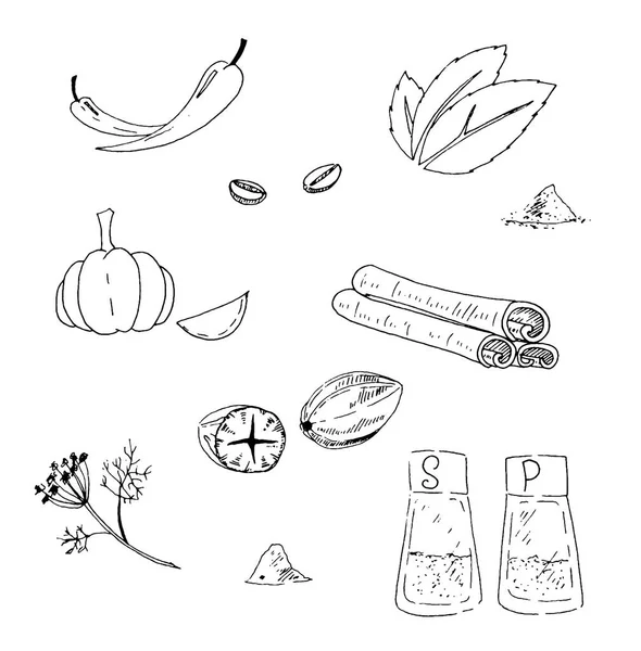 Hierbas y Especias. Juego de ilustración vectorial dibujado a mano. Estilo grabado sabor y condimento dibujo. Botanical vintage food sketches — Archivo Imágenes Vectoriales