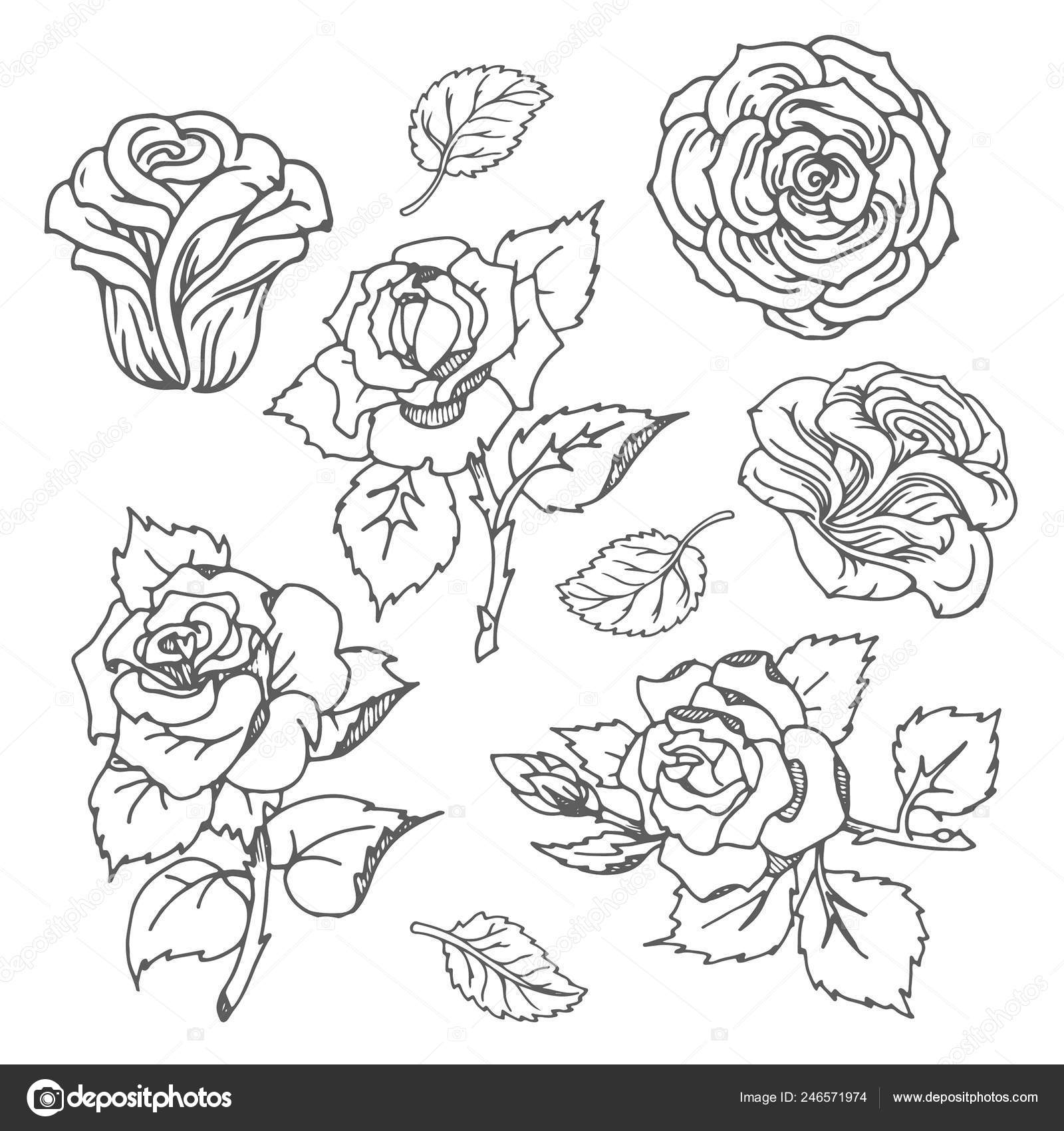photo Sketch Images Rose Flower Drawing Easy 8 847 simple rose drawing vectors free royalty free simple rose drawing vector images depositphotos