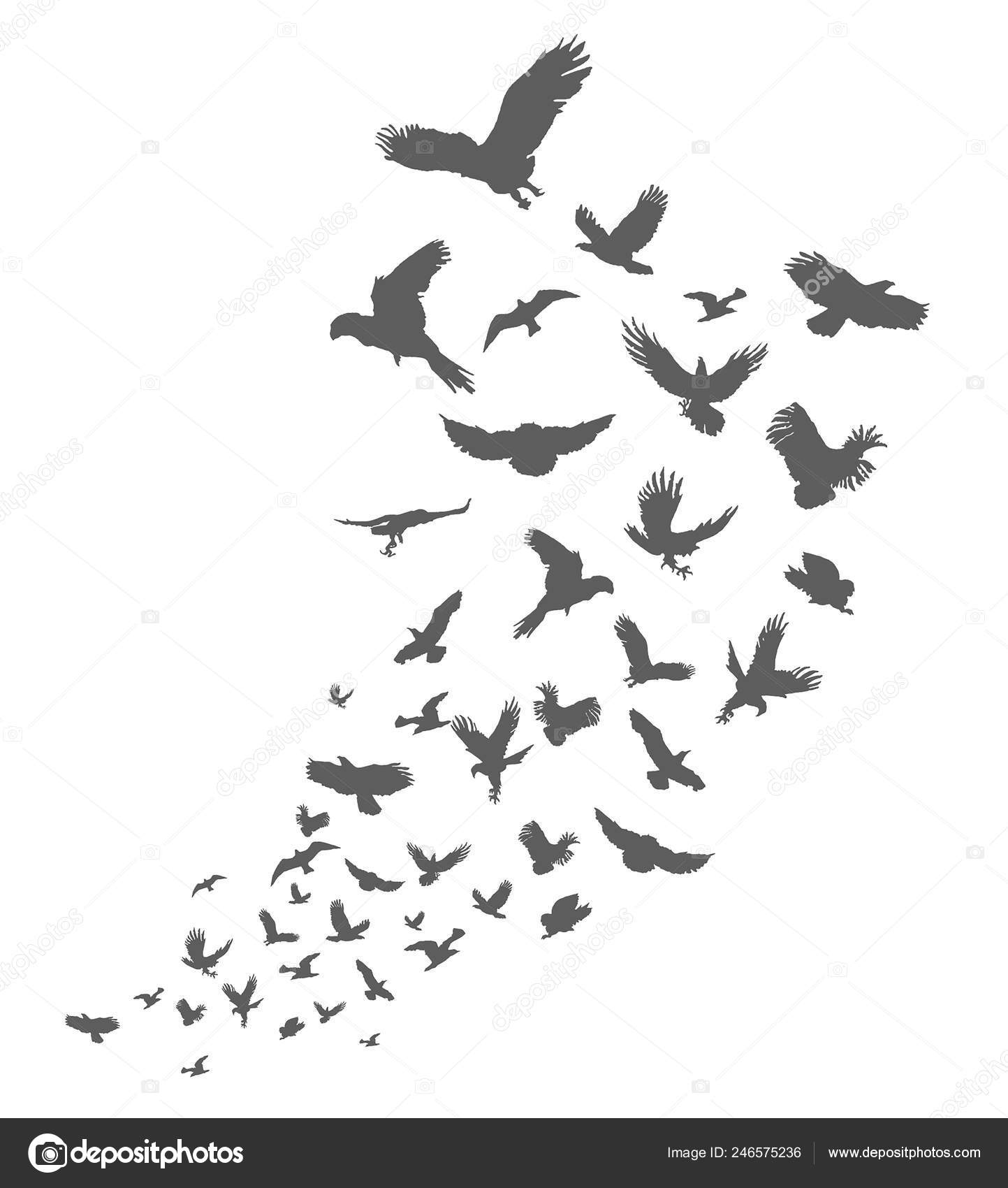 Silhouette Du Vol Des Oiseaux Sur Fond Blanc Encre De
