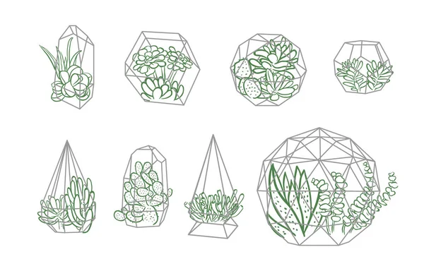 植物を持つ単純な幾何学的なテラリウムのセットです。多肉植物とサボテンの幾何学的なテラリウム. — ストックベクタ