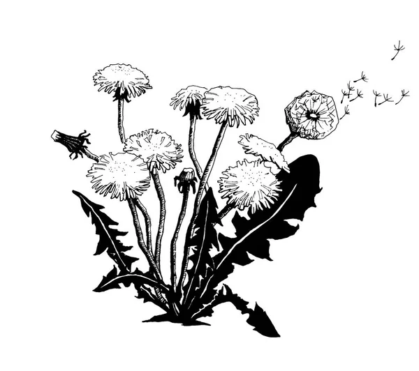 Векторный Рисунок Цветка Одуванчика Вручную — стоковый вектор