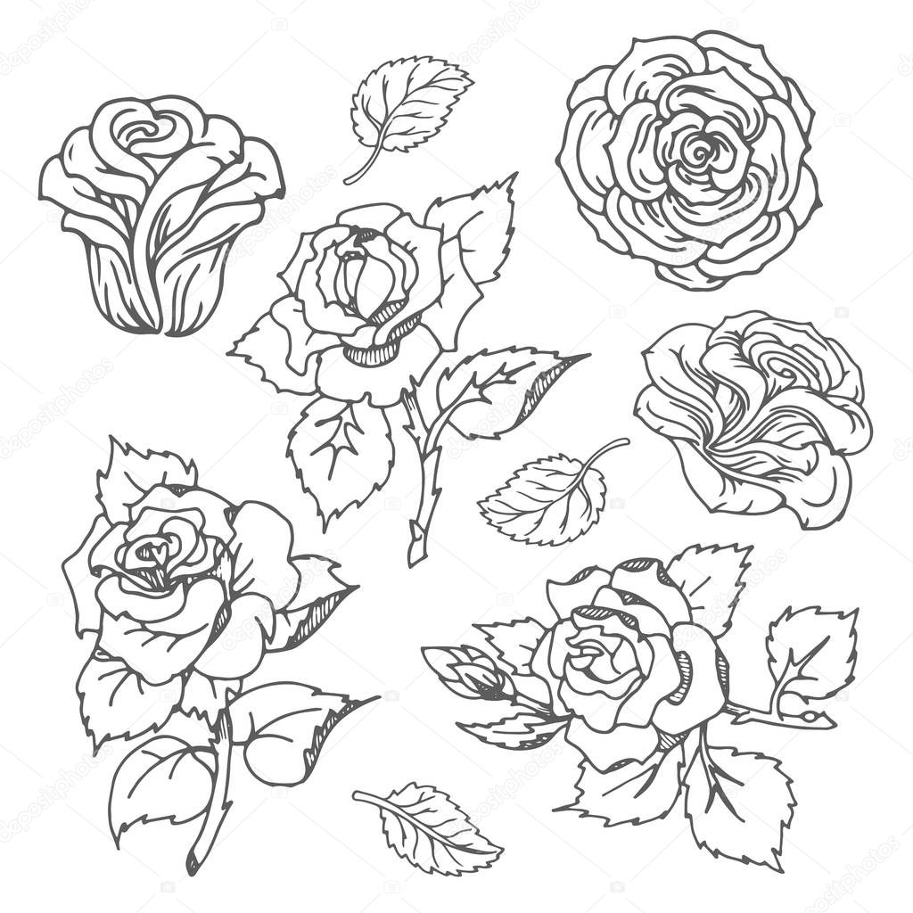 Vector Hand drawn sketch of rose flower illustration on white background