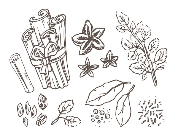 ハーブやスパイス。手描きベクトル イラスト セット。刻まれたスタイルの風味と香辛料を描きます。植物のヴィンテージ食品スケッチ — ストックベクタ