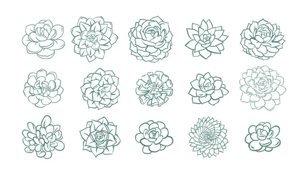 Set en getekende lijn succulente installatie geïsoleerd op een witte achtergrond. Vectorillustratie — Stockvector