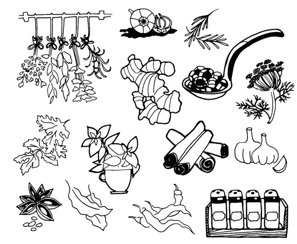 Травы и специи. Ручной рисованный векторный набор иллюстраций. Рисунок в стиле гравировки и приправы. Ботанические винтажные наброски пищевых продуктов — стоковый вектор