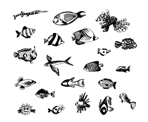 Vector Dibujo dibujado a mano de ilustración de peces sobre fondo blanco — Vector de stock