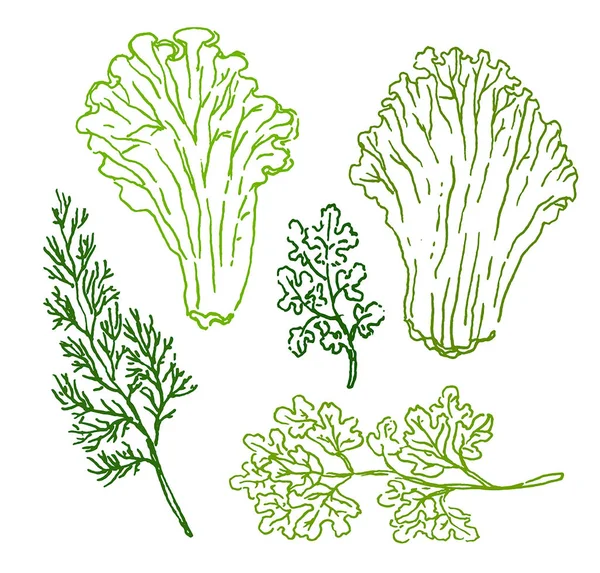 Wektor ręcznie rysowane szkic Zielona żywność ilustracja na białym tle — Wektor stockowy