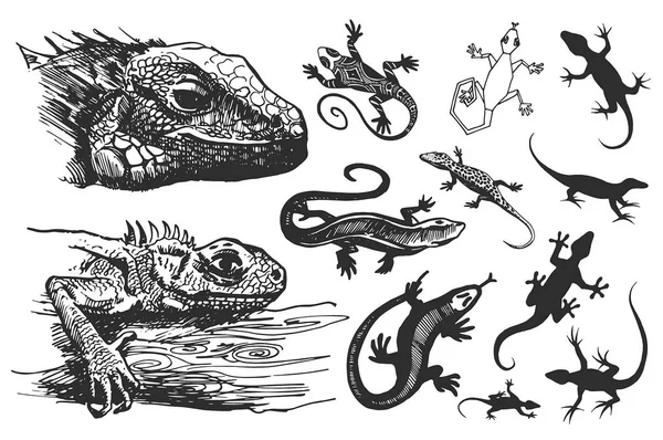 Illustration vectorielle dessinée à la main de la silhouette lézard sur fond blanc . — Image vectorielle