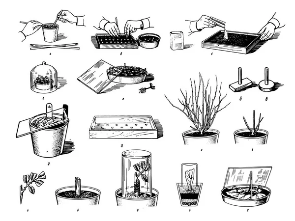 Vector Dibujo dibujado a mano de las plantas proceso de cuidado ilustración sobre fondo blanco — Archivo Imágenes Vectoriales