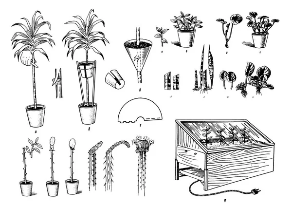 Vector Esboço desenhado à mão do processo de cuidado das plantas ilustração sobre fundo branco — Vetor de Stock