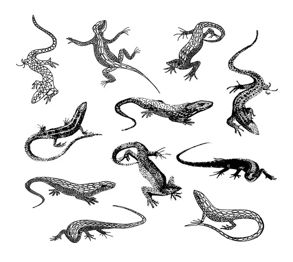 Ilustração desenhada à mão vetorial da silhueta de lagarto sobre fundo branco . — Vetor de Stock