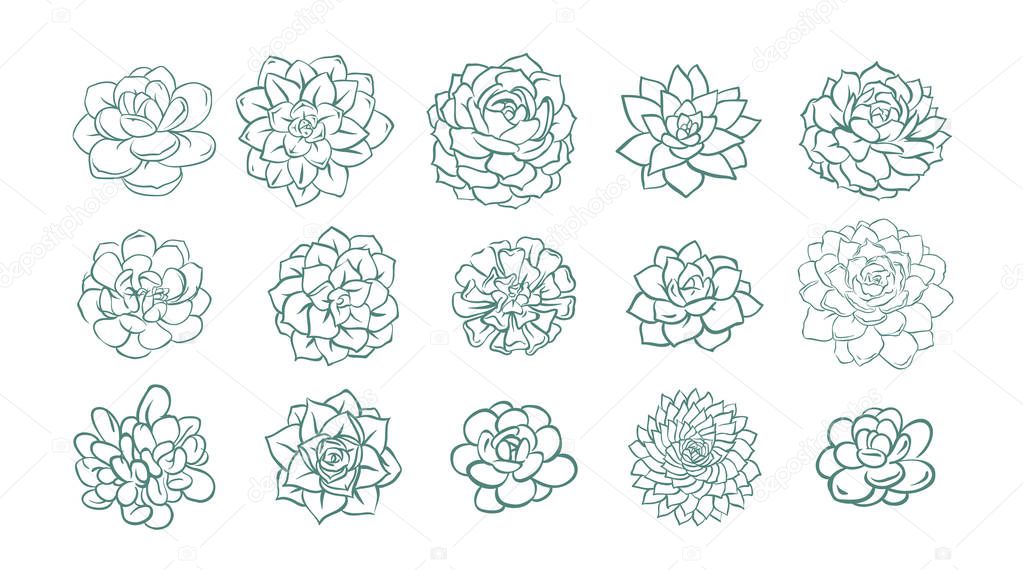 Set of and drawn line succulent plant isolated on white background. Vector illustration