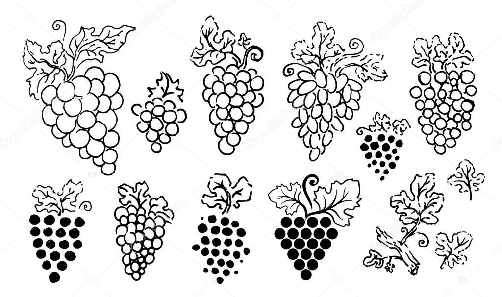 Vector hand drawn illustration of grapes silhouette on white background.