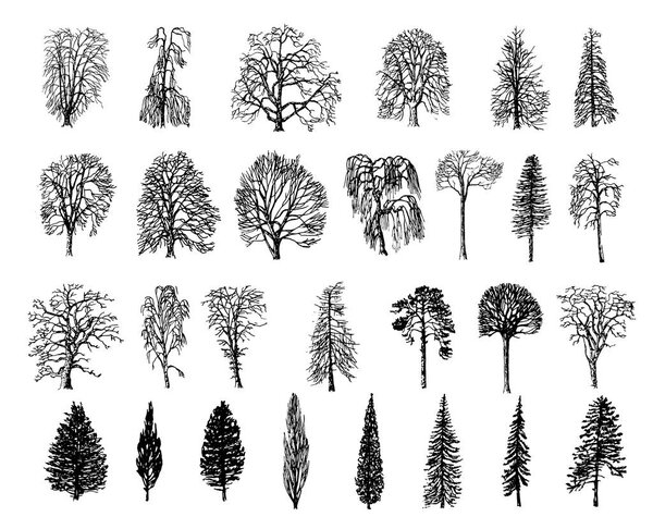 Vector Hand drawn sketch of tree illustration on white background