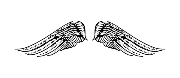 Illustration vectorielle dessinée à la main des ailes sur fond blanc . — Image vectorielle