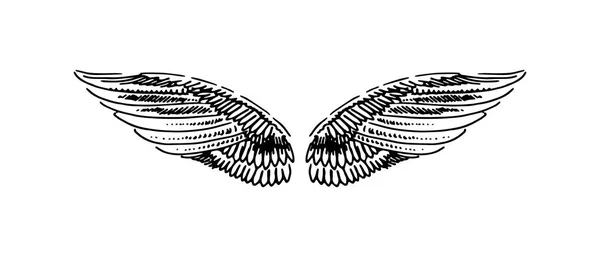 Vektor kézzel rajzolt ábra szárny fehér háttér. — Stock Vector